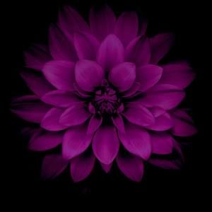 Meet your Posher, Ericka